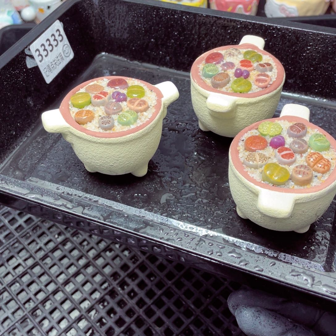 w33333-圆锅锅速干，一份一盆量拍