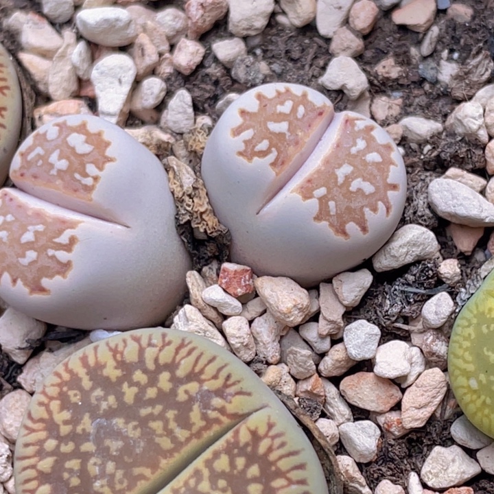 489008888.88898887888588