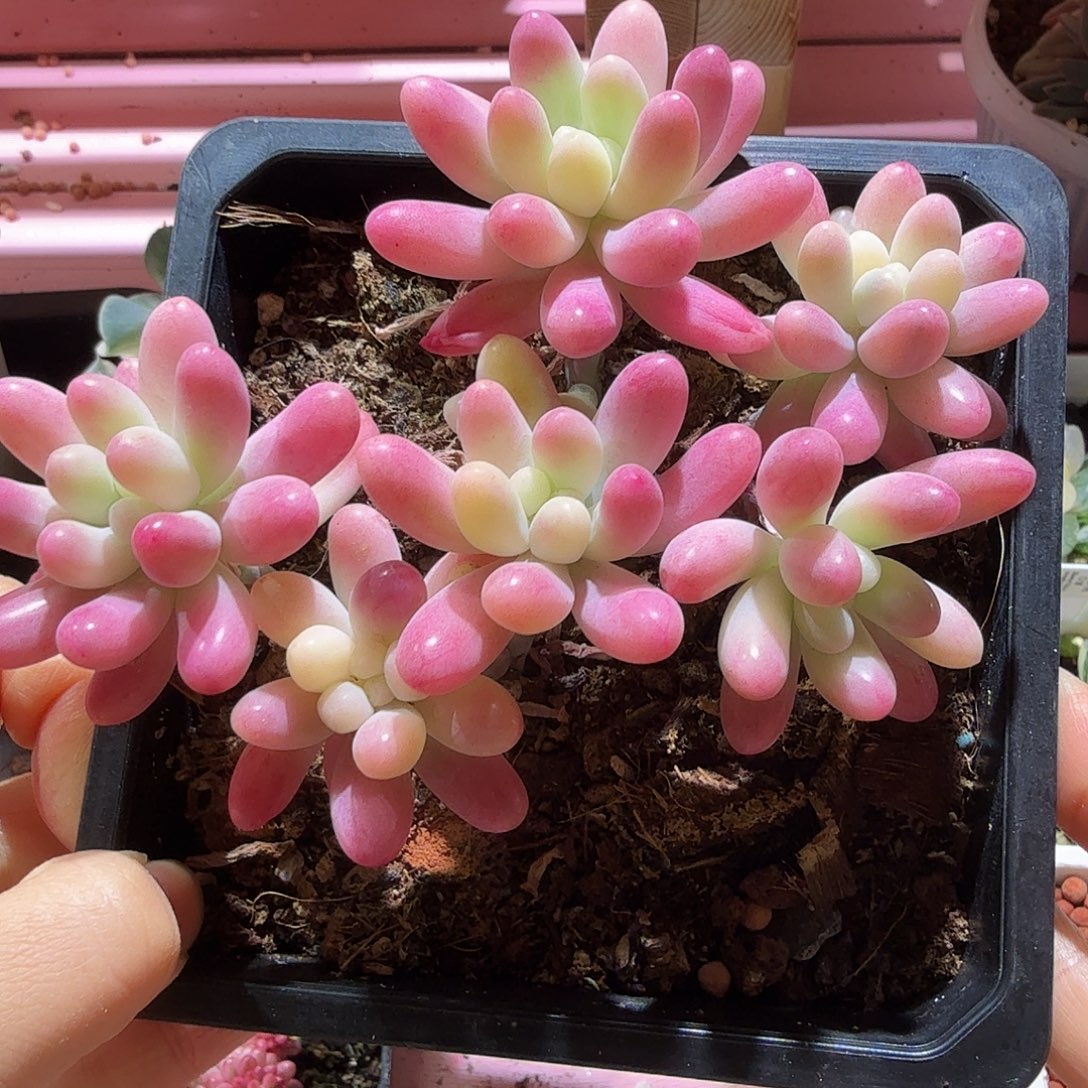 果冻乙女心锦彩锦，多肉植物