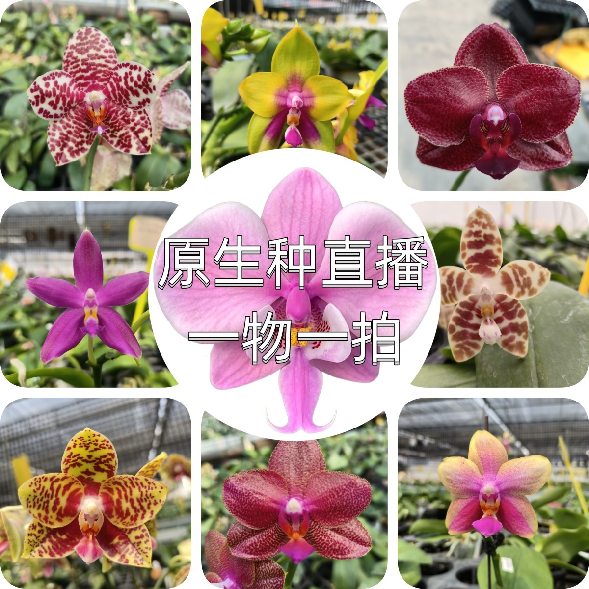 保温费&补差价 专拍链接