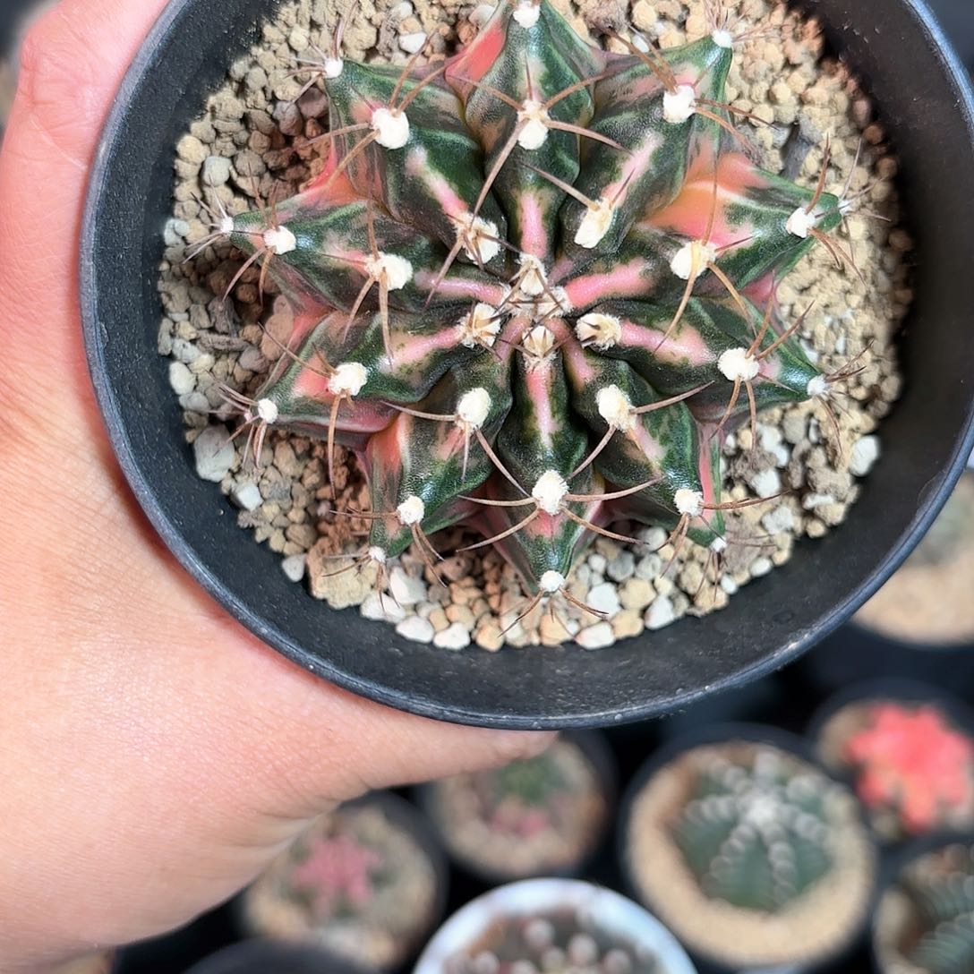 泰系米哈仙人球400