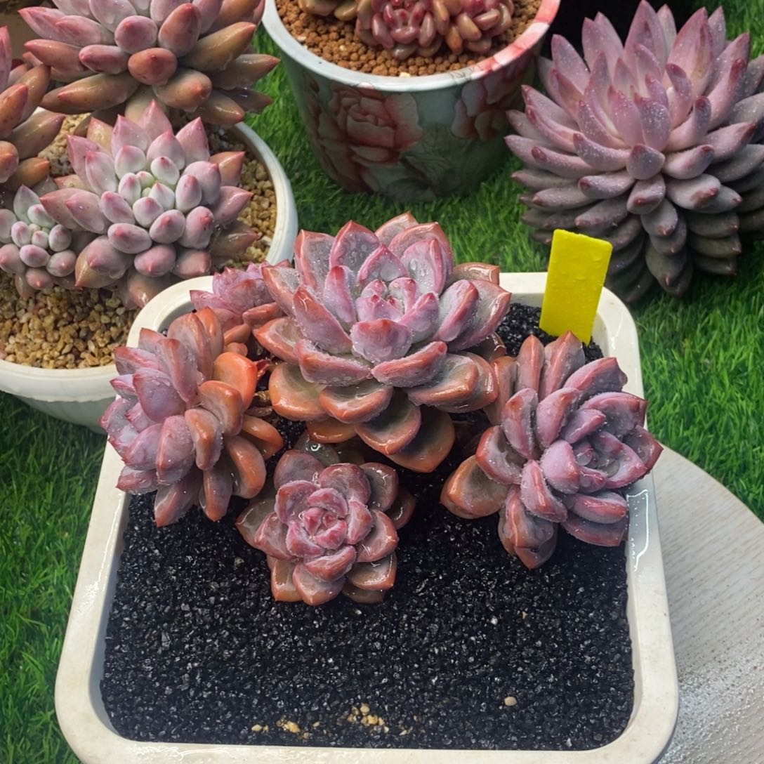 梅***0知否老庄多肉植物