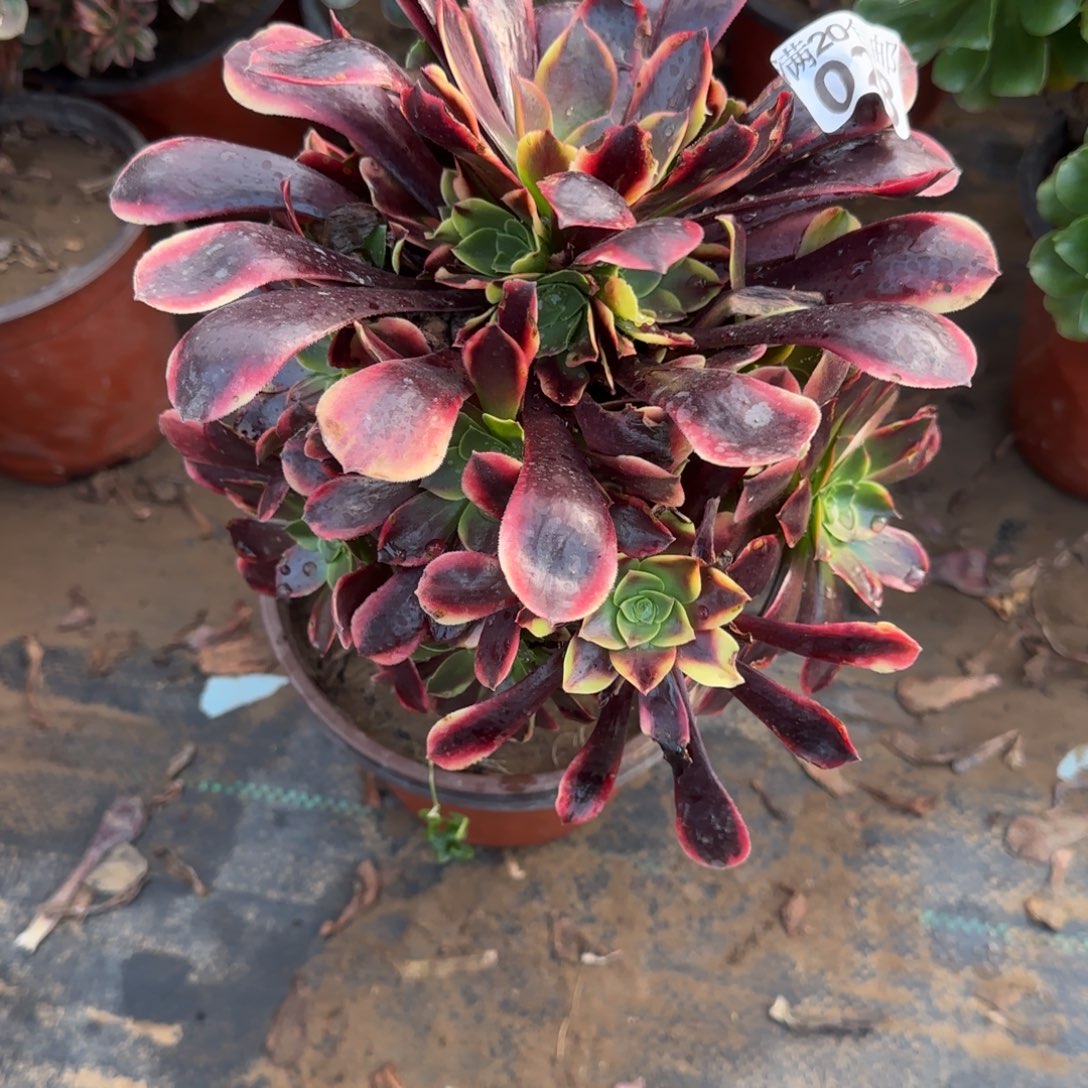 欧佳丽028满20包邮断枝不包