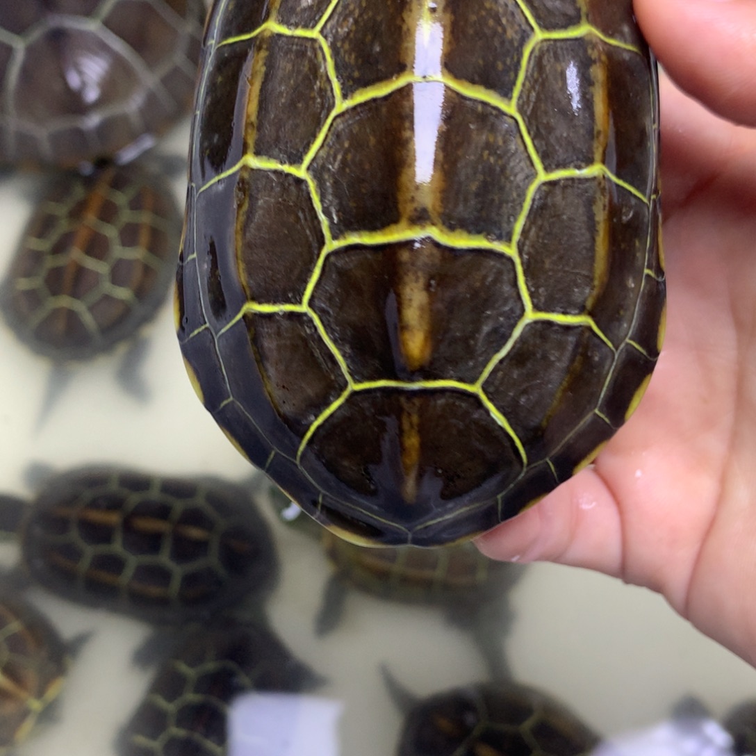 绿毛龟母中华草龟不分公母