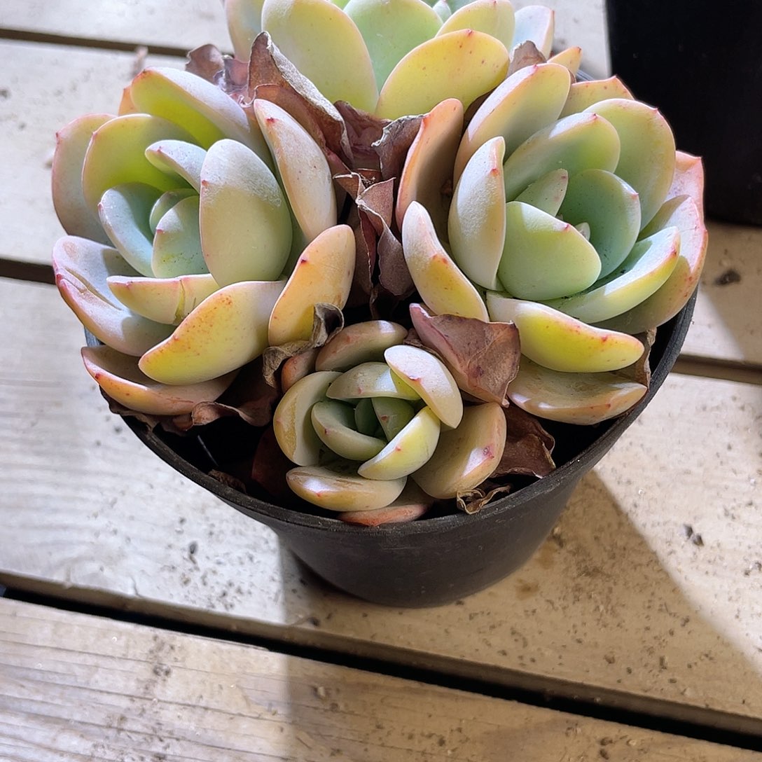 1220  布鲁兰  六月六