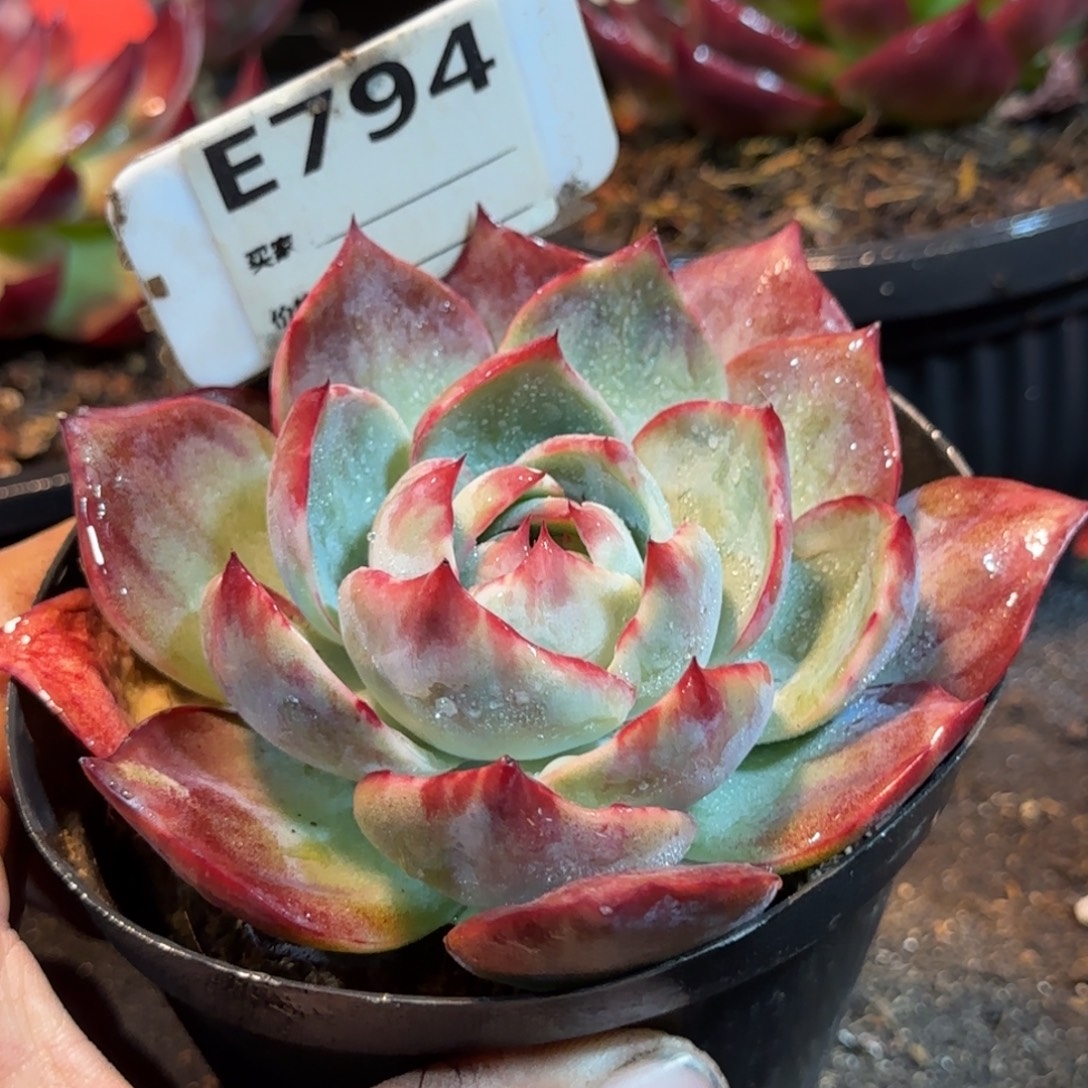 惊鸿一物一拍包装收缩花旱794