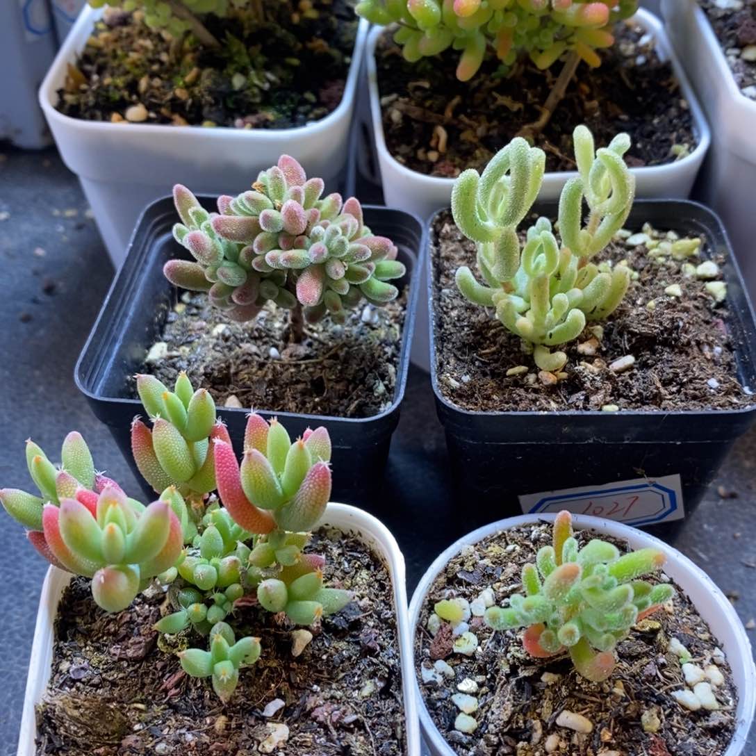 183号4颗枝干多肉