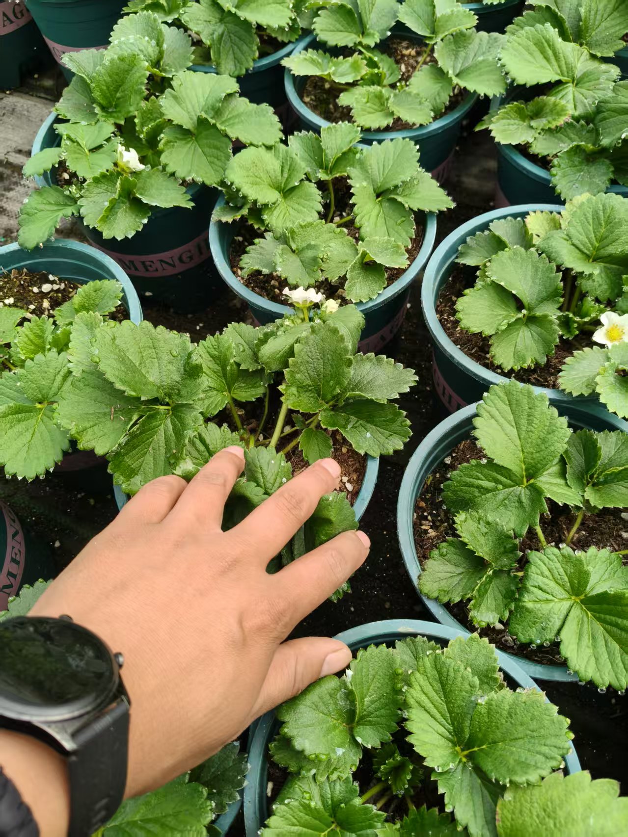 真红美玲，黑珍珠，玄玉