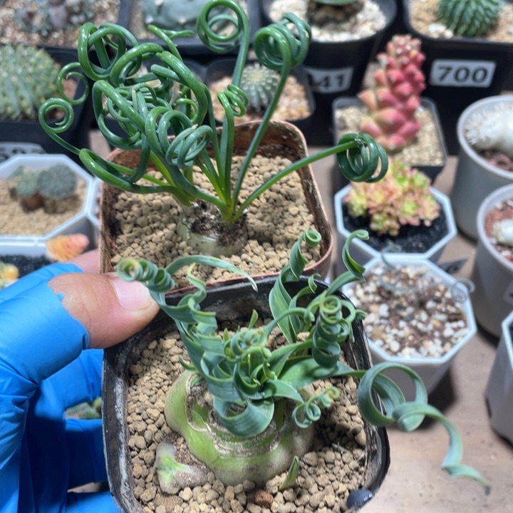 736宽叶弹簧草2颗