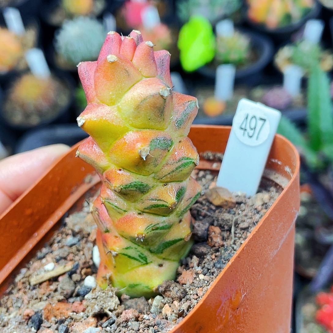 非偏远地区满25包邮仙人球