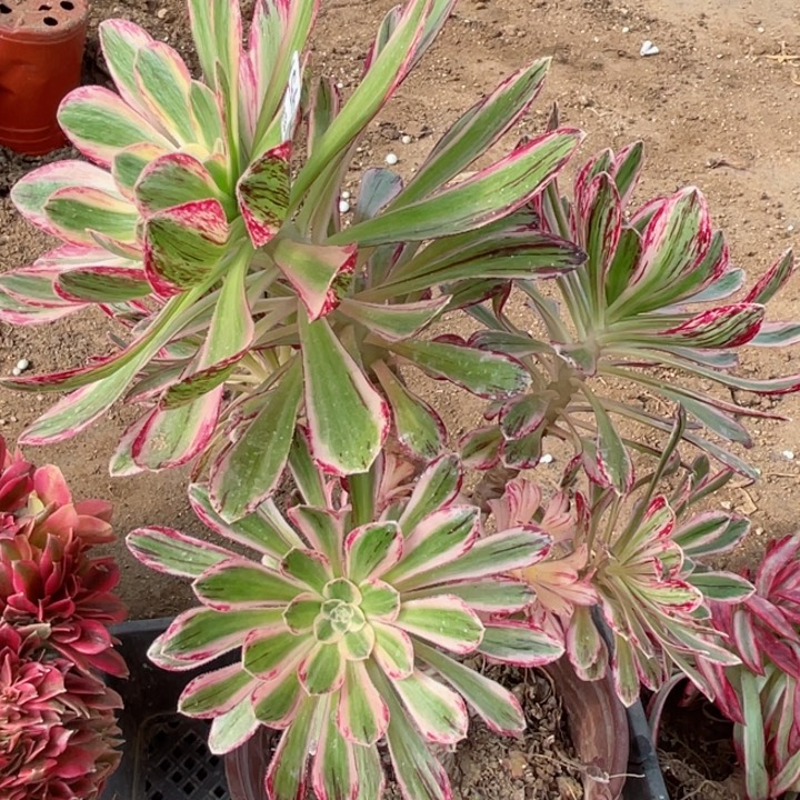 957围巾多肉12345678