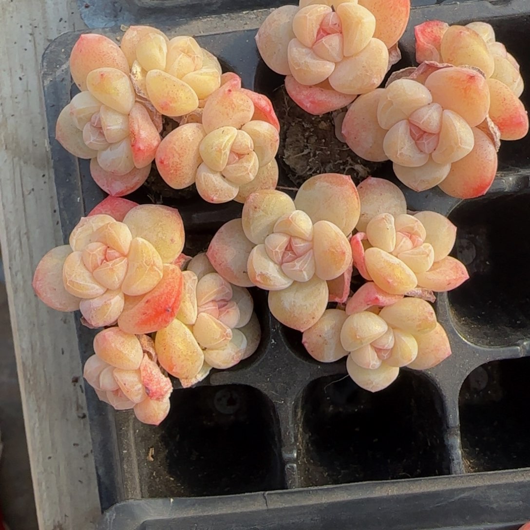 透体三头1颗特价福利