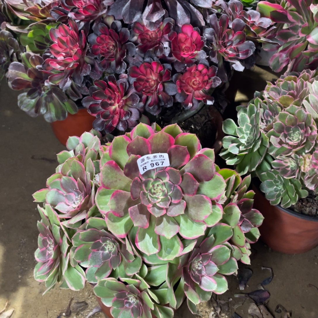 967粉花妖多肉法师断枝不包