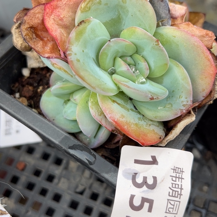 布鲁兰多肉植物四头，1352