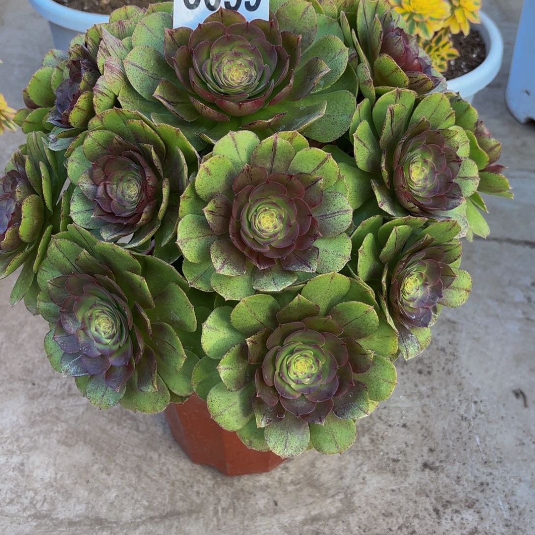 无花朵6099万拉丝1111111