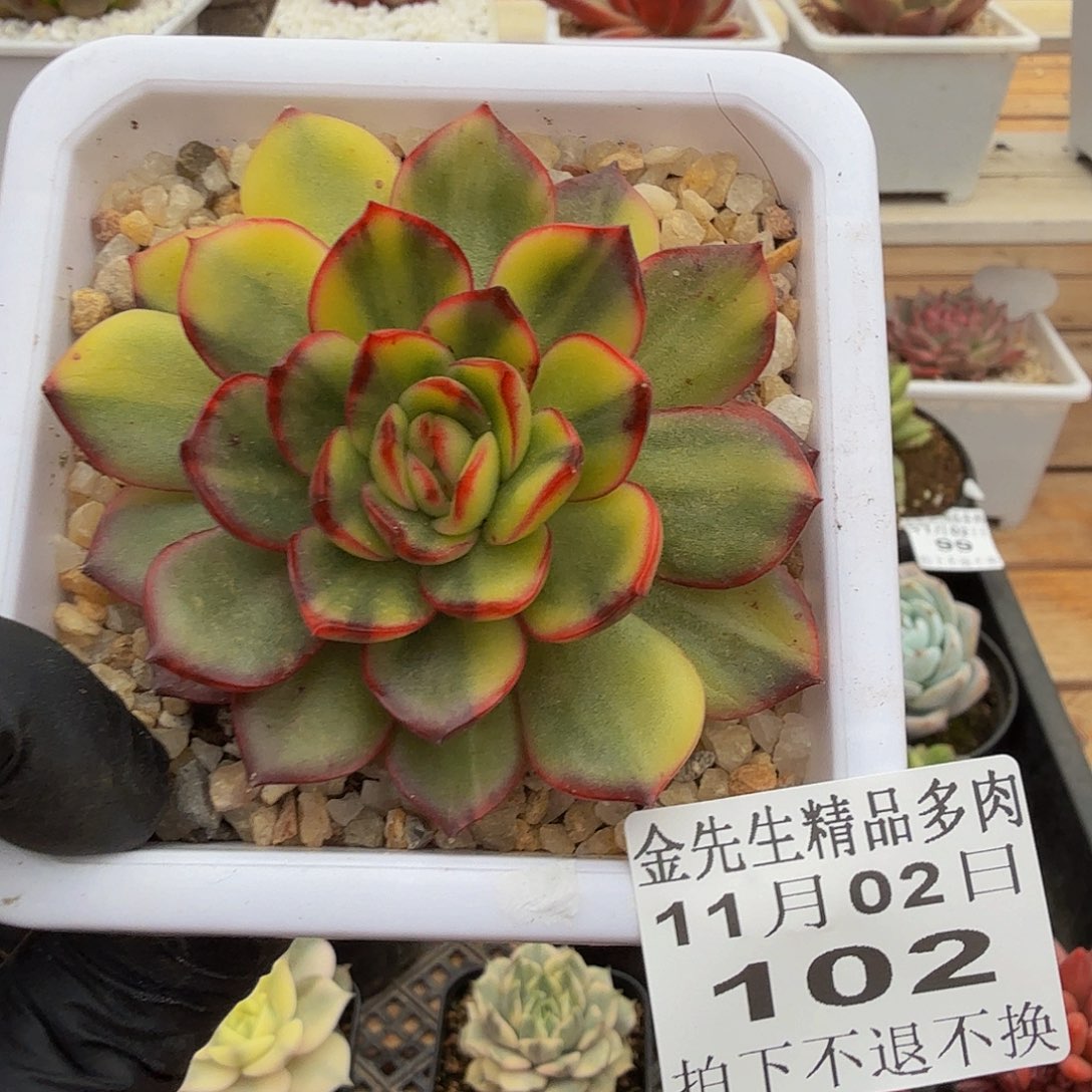 1102-102保利安娜锦单头