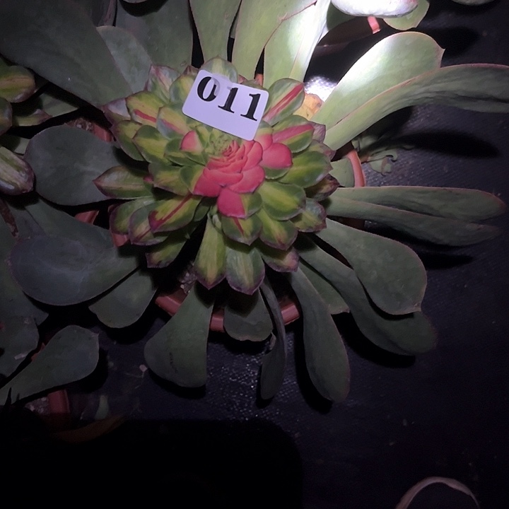 ?***好知府多肉植物05011
