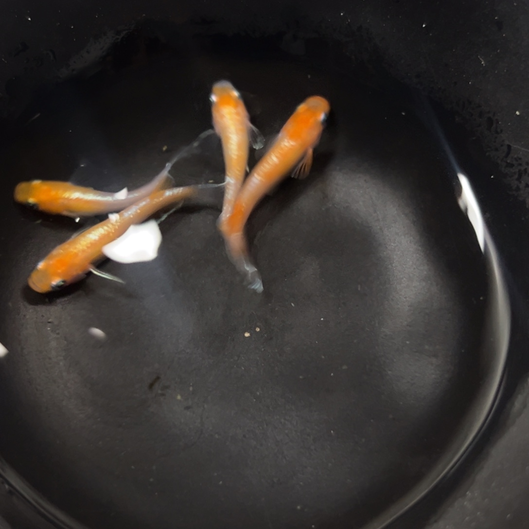 海水鱼到货的叫弟弟的弟弟