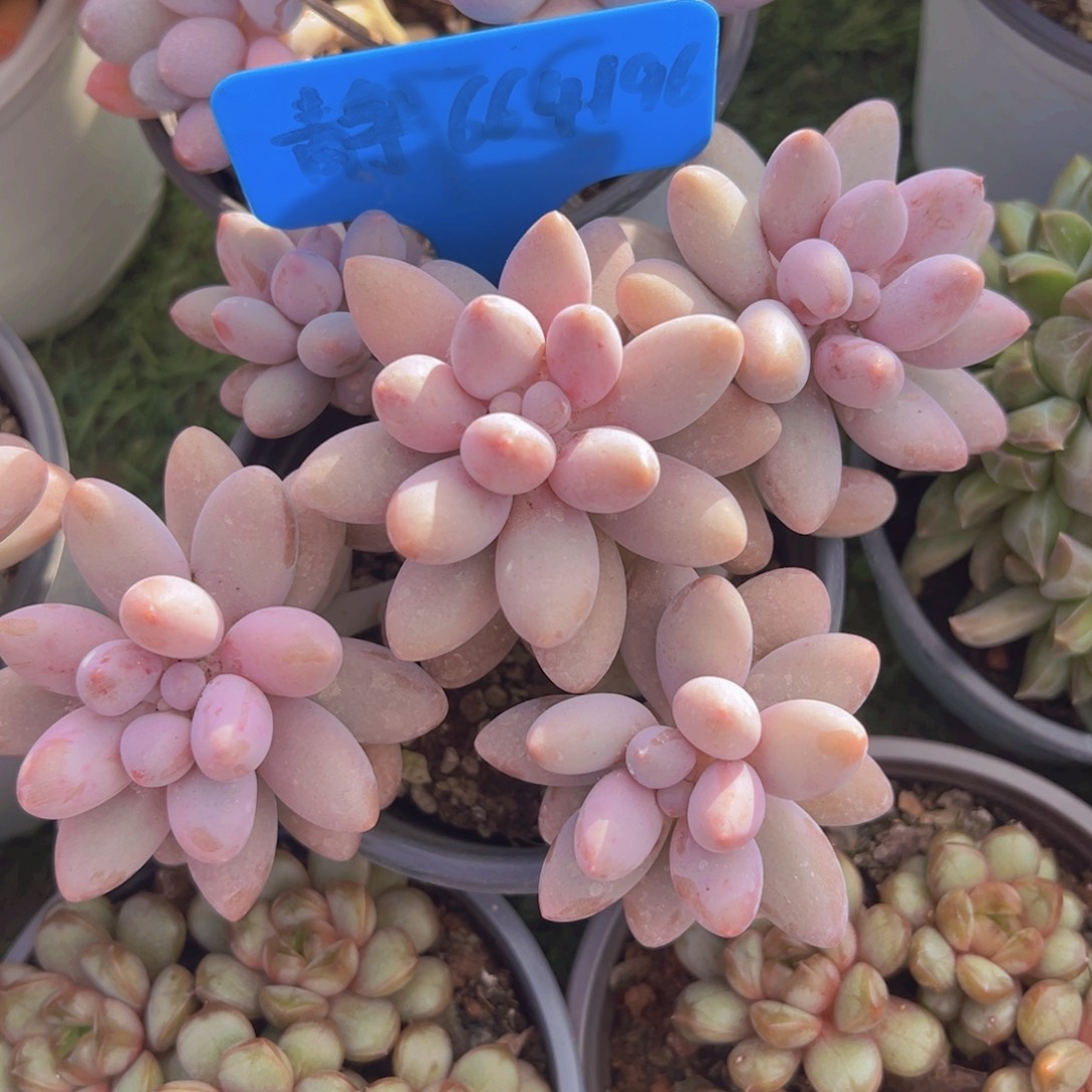 香玉的故事是一个人的