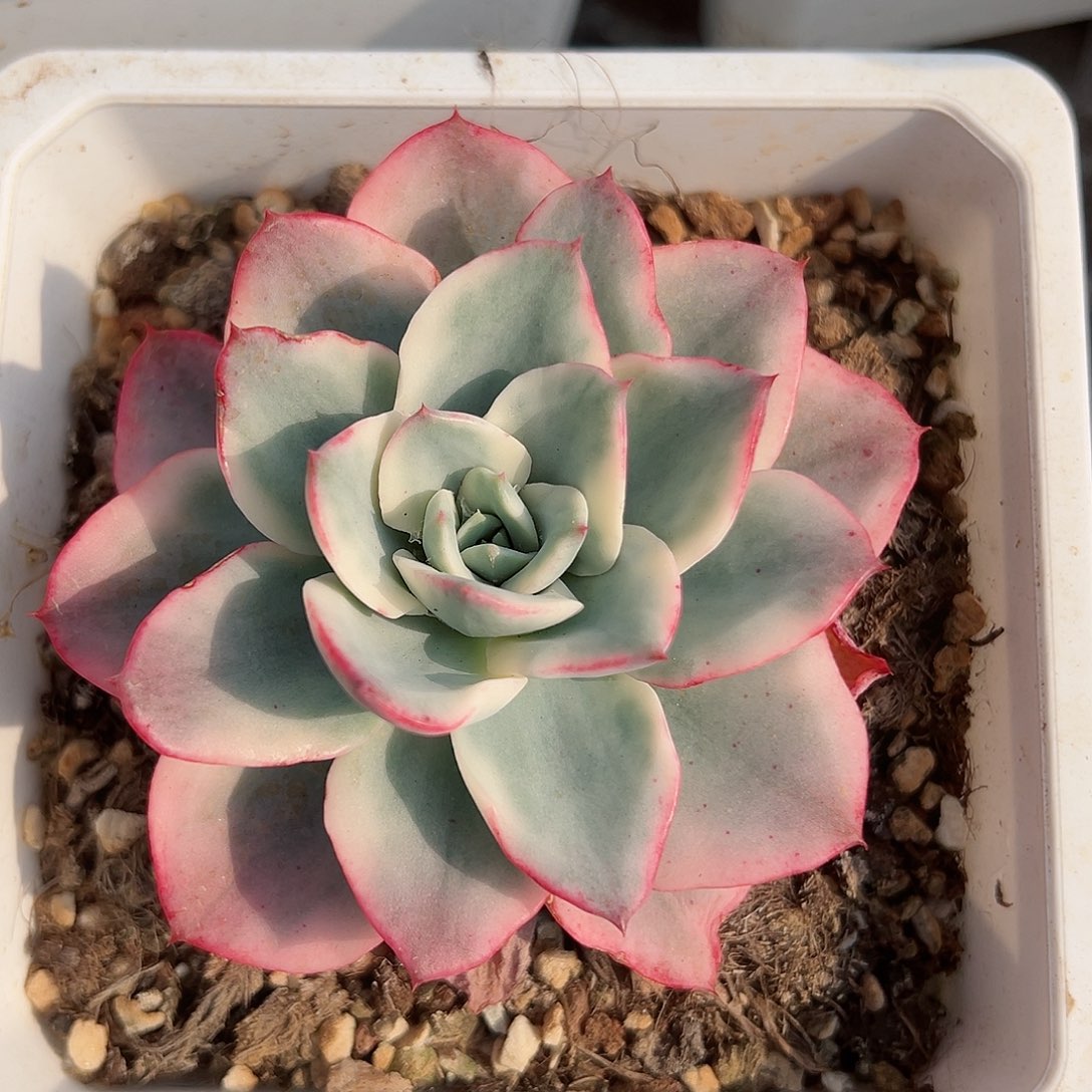 奶油黄桃锦，覆轮锦