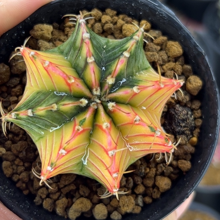 泰国米哈仙人球07