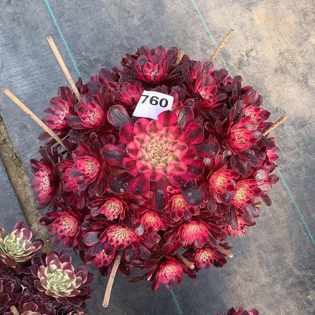 上**水760.红铜白多肉植物