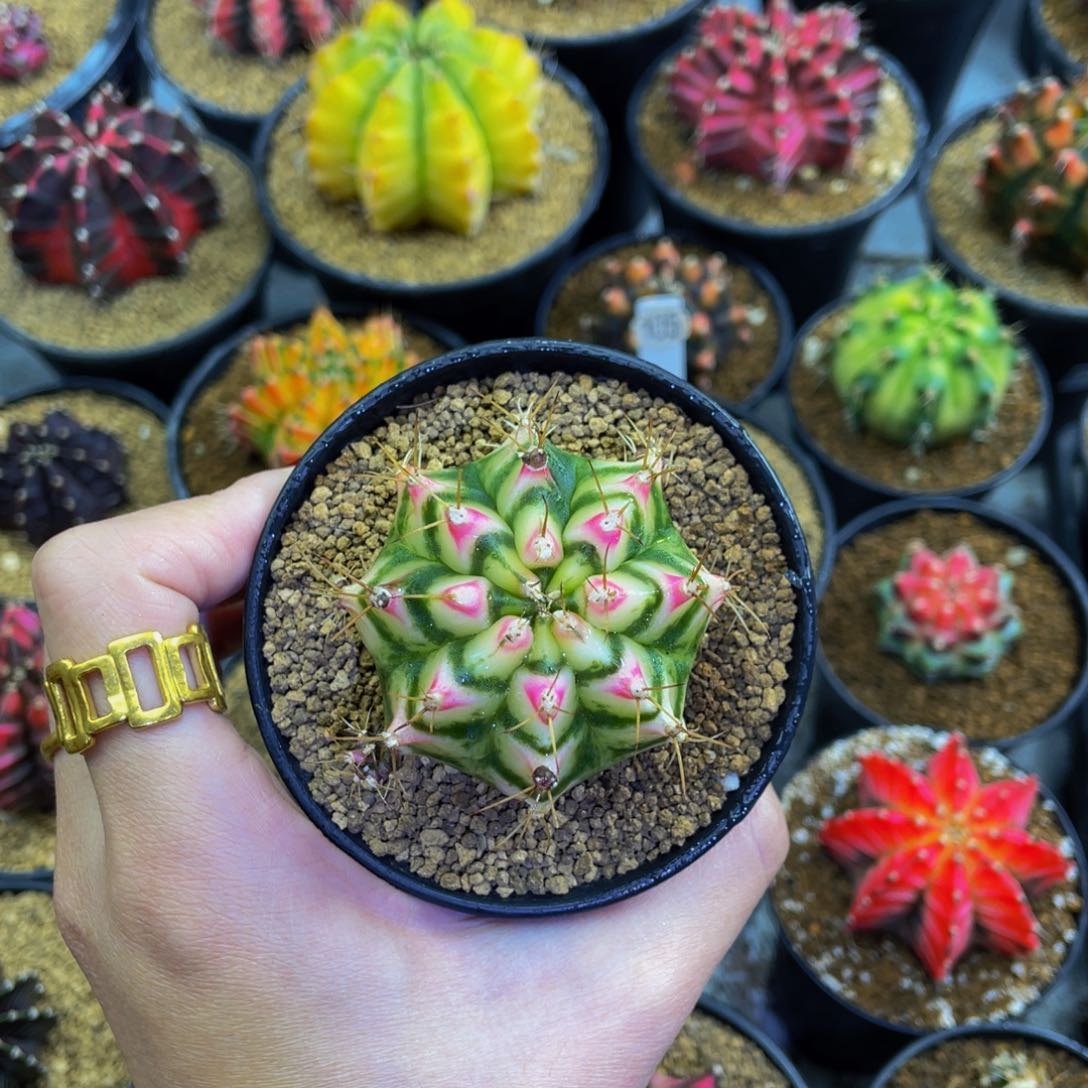 米哈星球000000000013