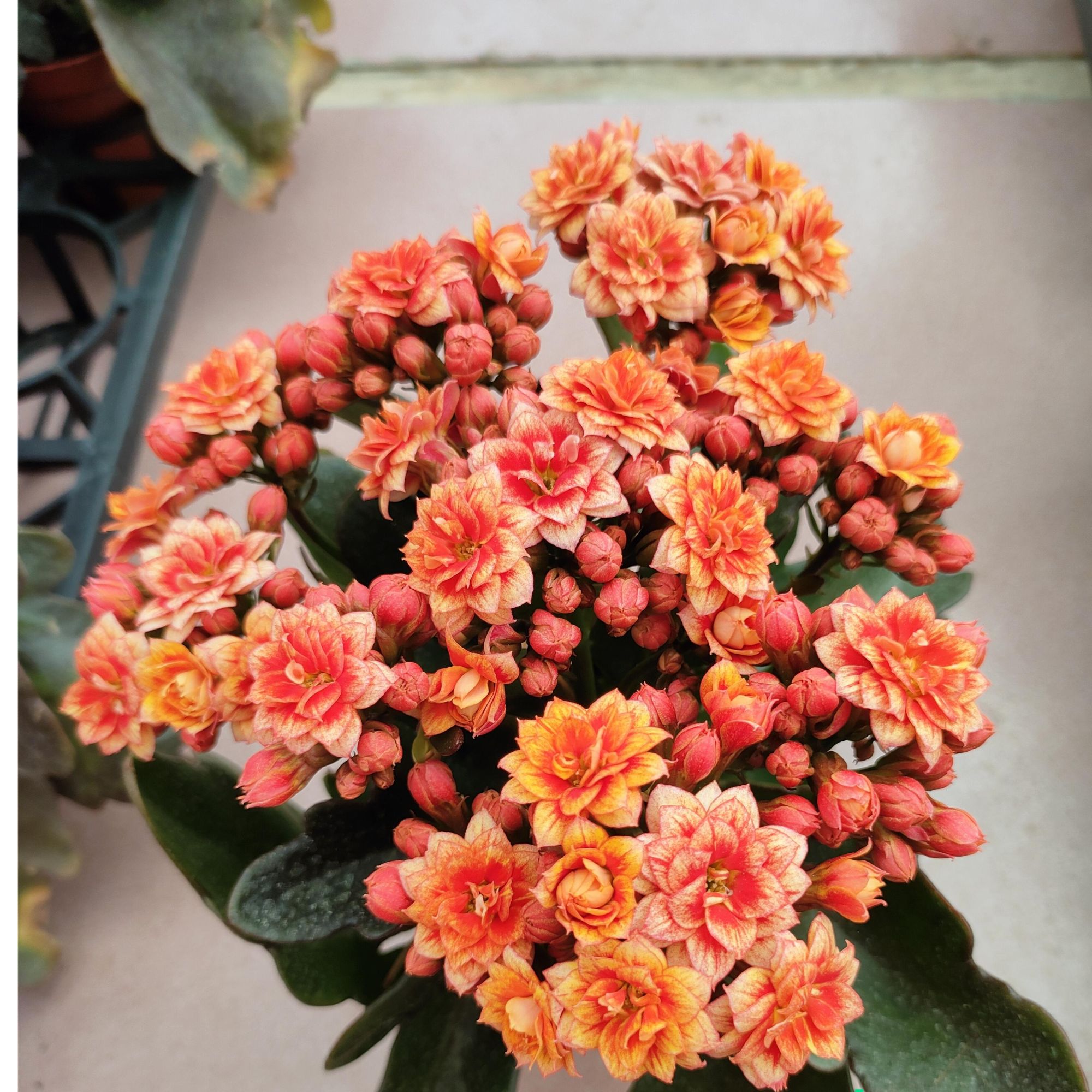 130灵雀重瓣爆花长寿花花卉盆栽