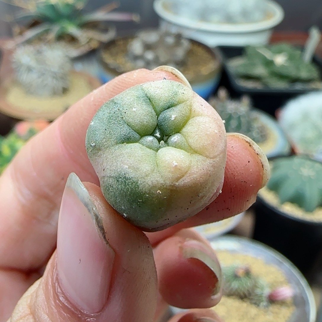 60实生草球锦多肉