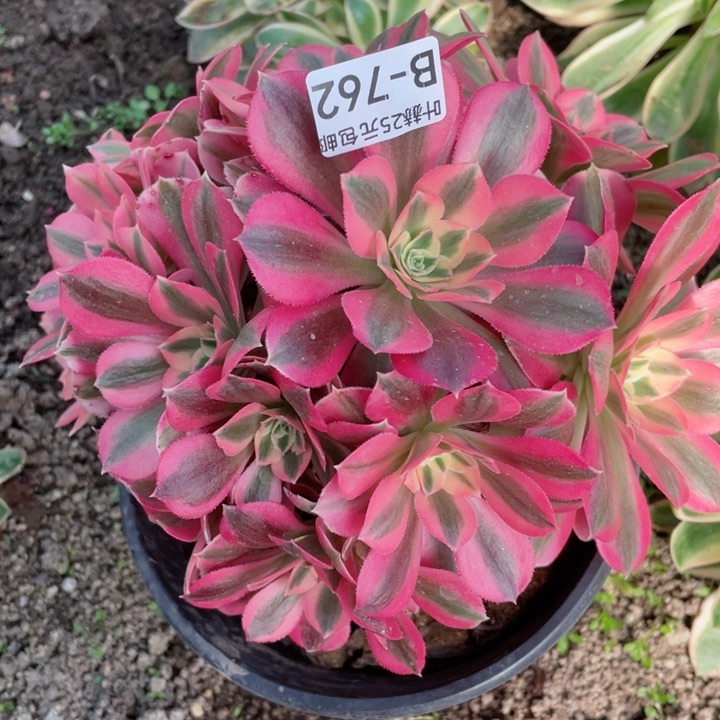 762女巫多肉12345678