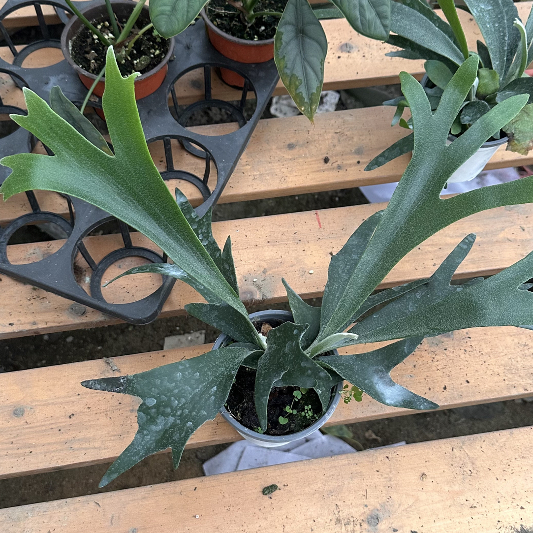 超值超大二歧鹿角蕨室内桌面新奇绿植盆栽可垂挂净化空气