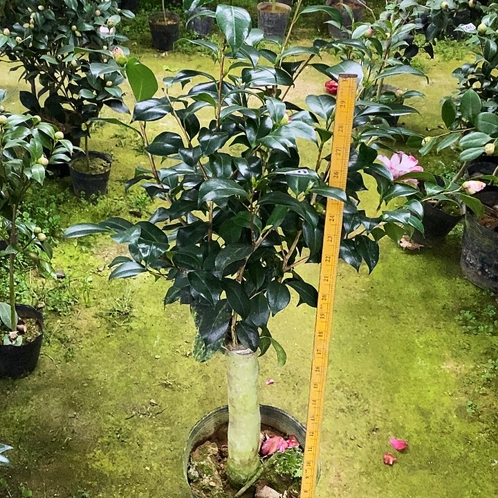 宝盒。茶花。 990。  
