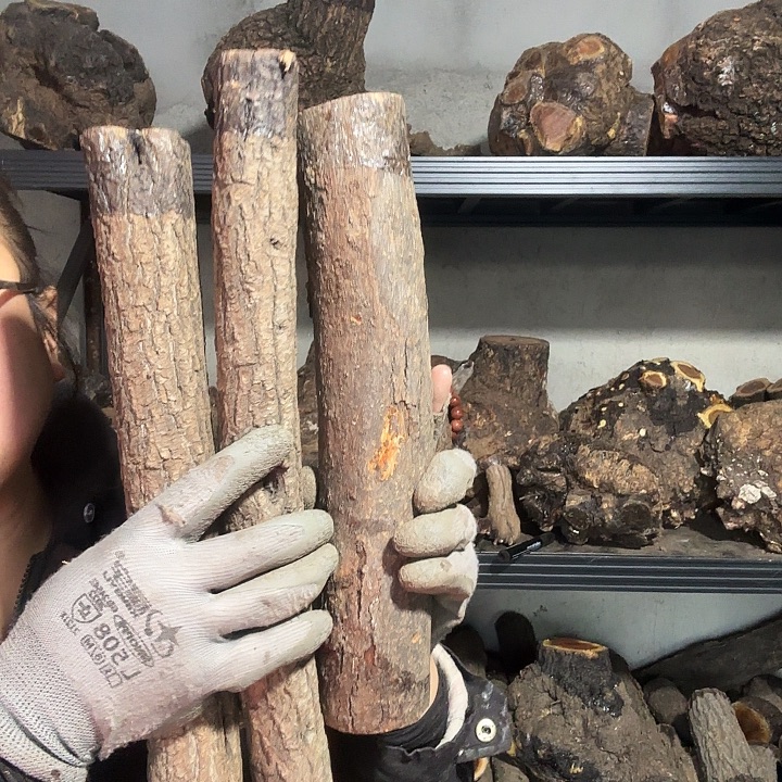 李***李香榧木火琉璃的故事是一个