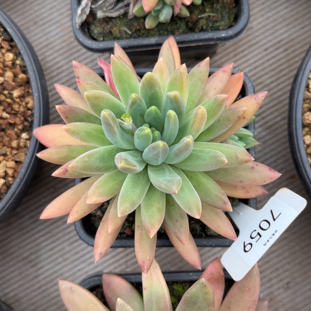 低***@7059。    橙色奇迹多肉