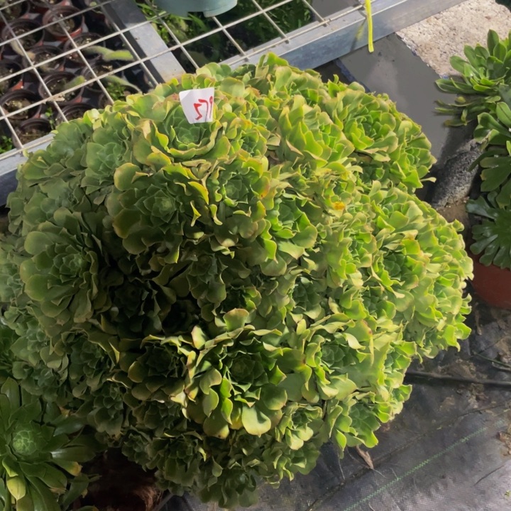 月**弯多肉法师植物绿洋蓉