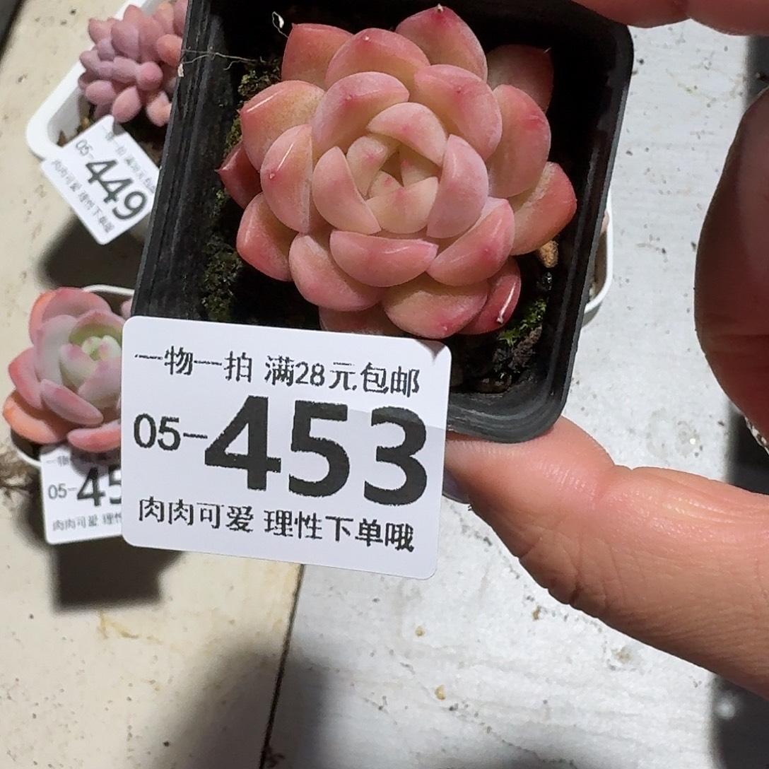 优选珍妮无盆土发货无盆