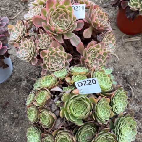 多肉植物云荷莲花座