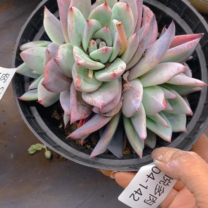 夏悦多肉 0304-142祖母绿