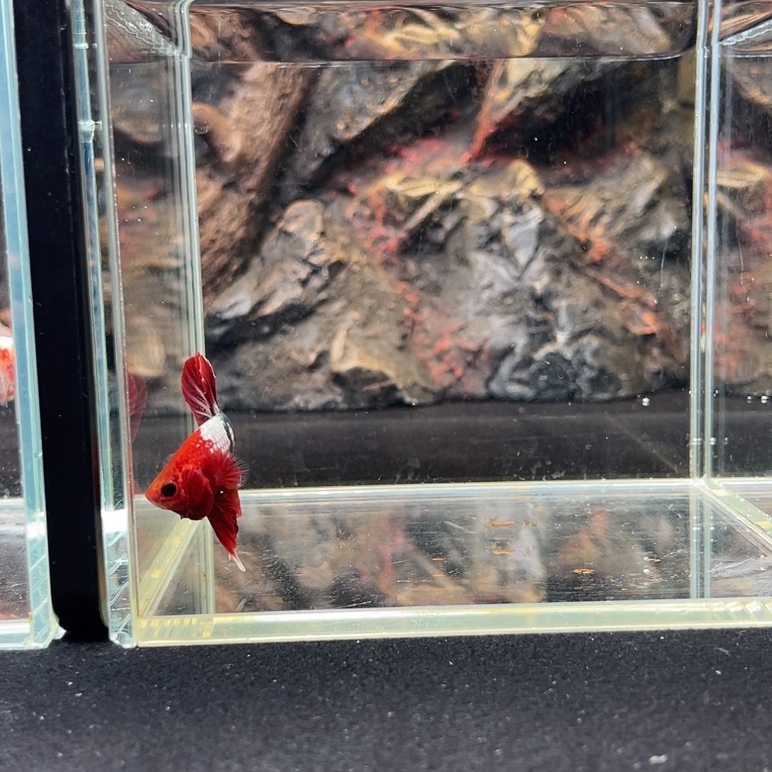 斗鱼十月三日竞价