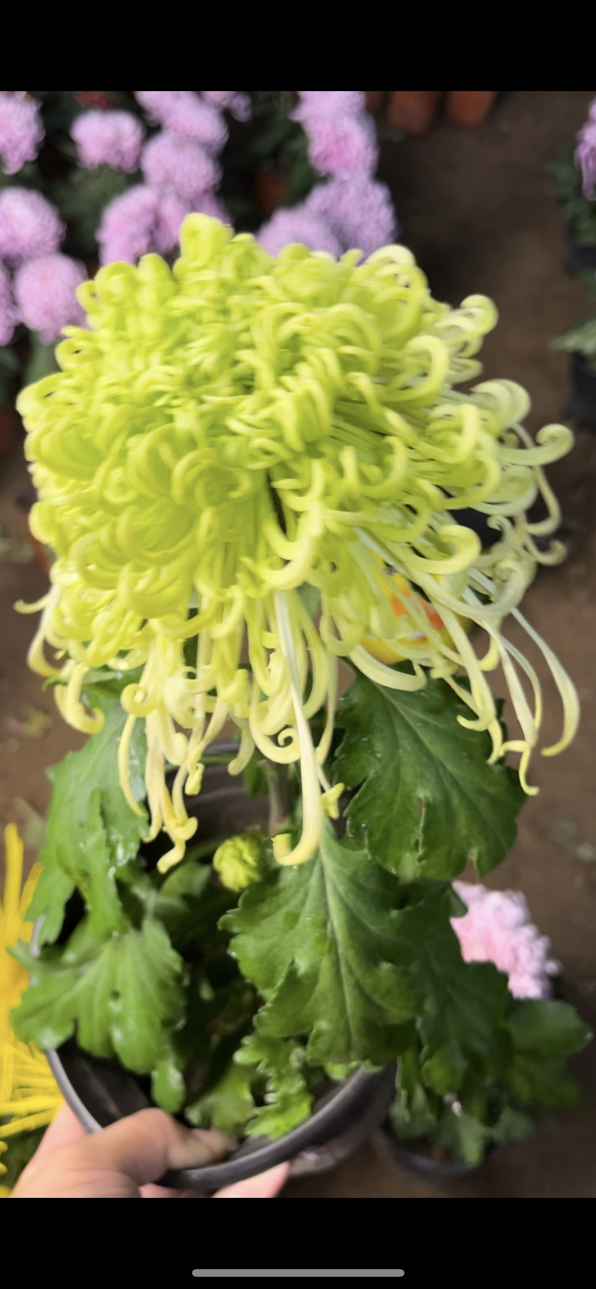 清波泛翠菊花苗好养耐寒耐热阳台庭院地栽5颗