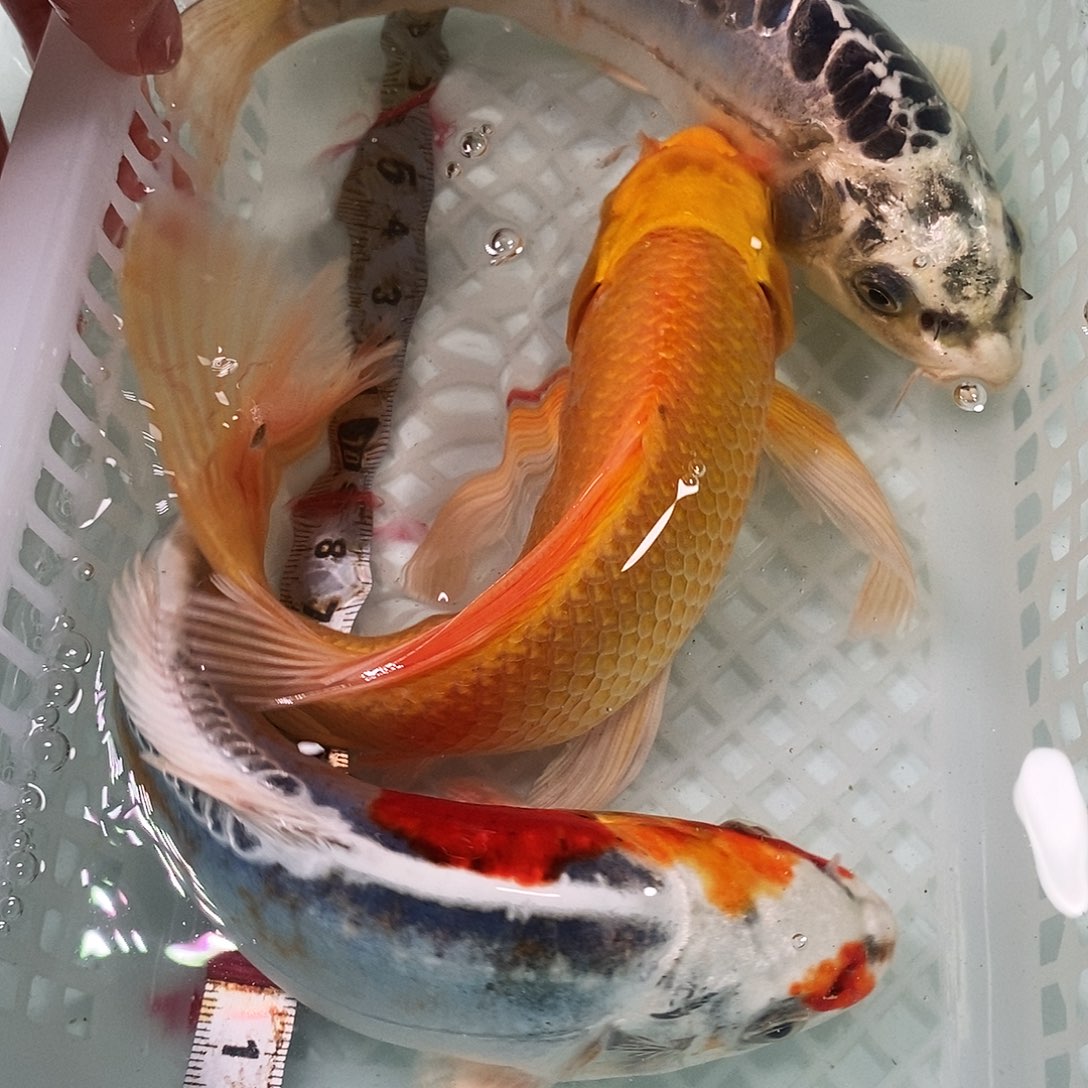 锦鲤冷水锦鲤包邮