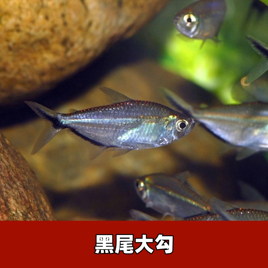 【直播专用】黑尾大勾鱼