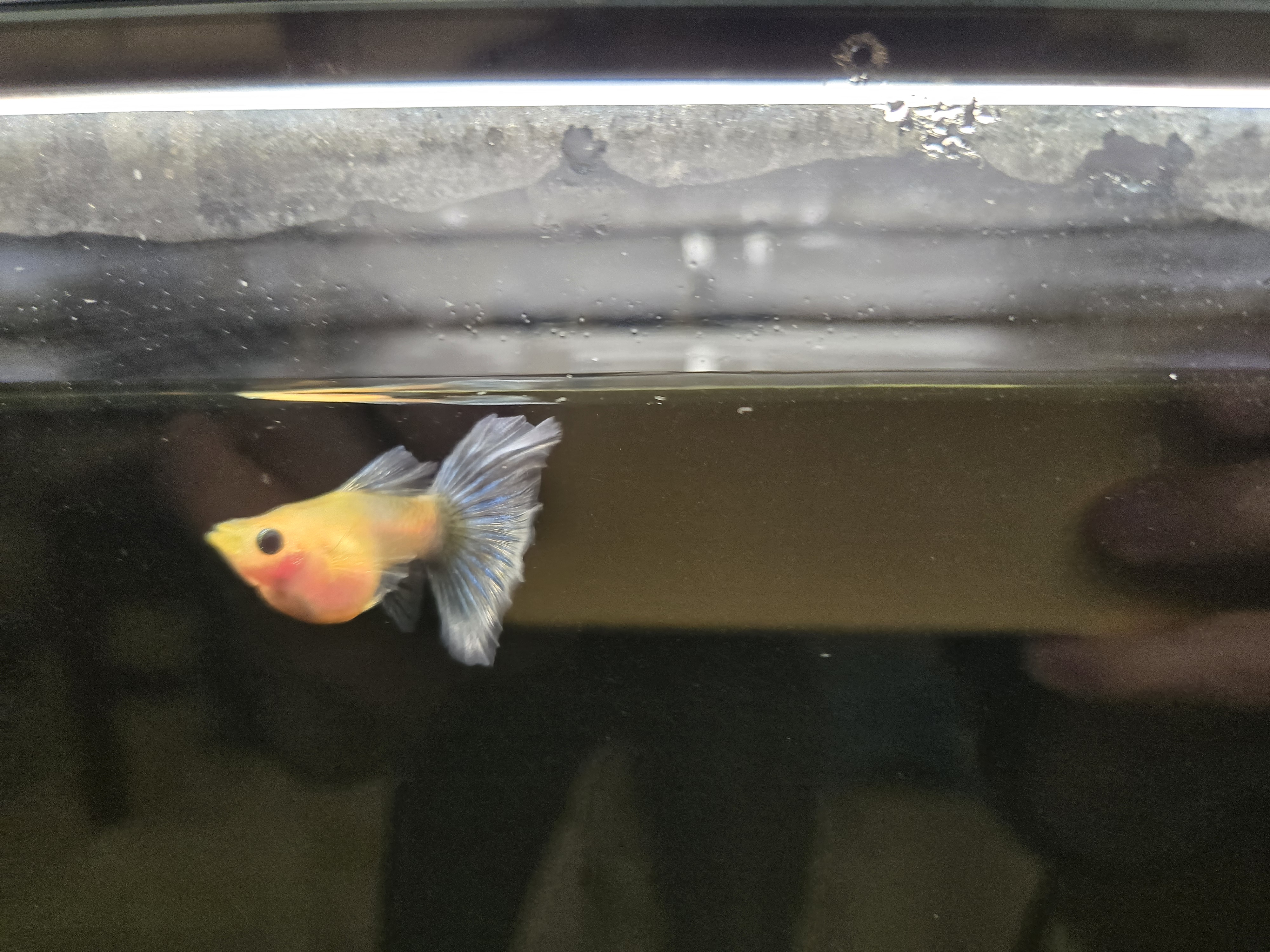 蓝礼服黄肉孔雀鱼