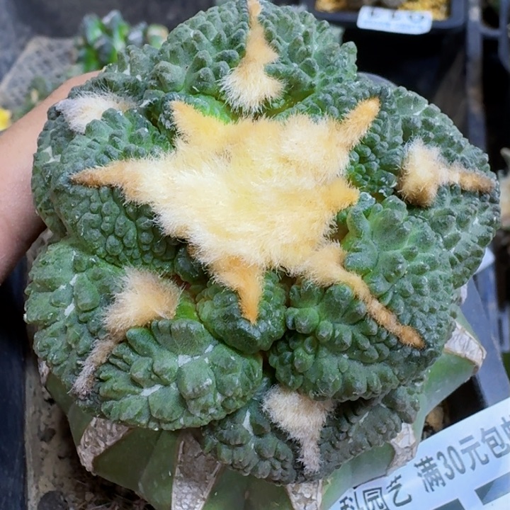 福利苗接龟甲连山077