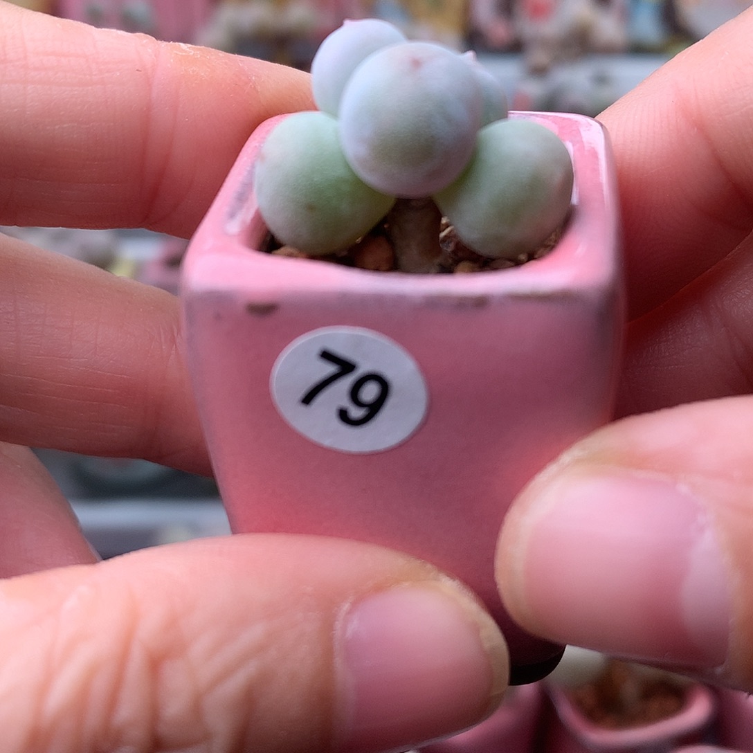 米可奶酪带盆发货