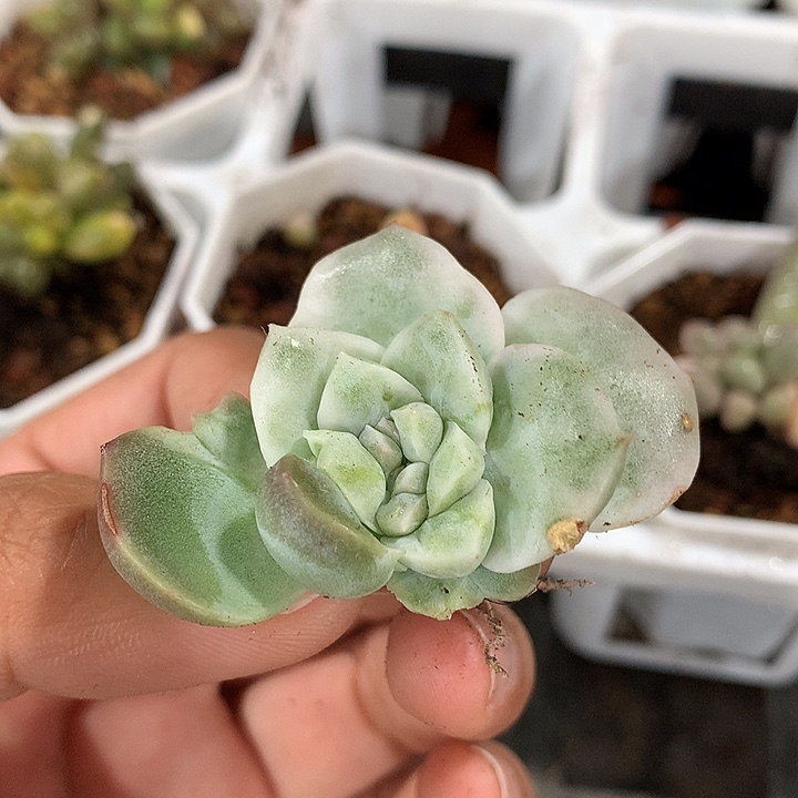 珍妮锦锦锦锦锦锦