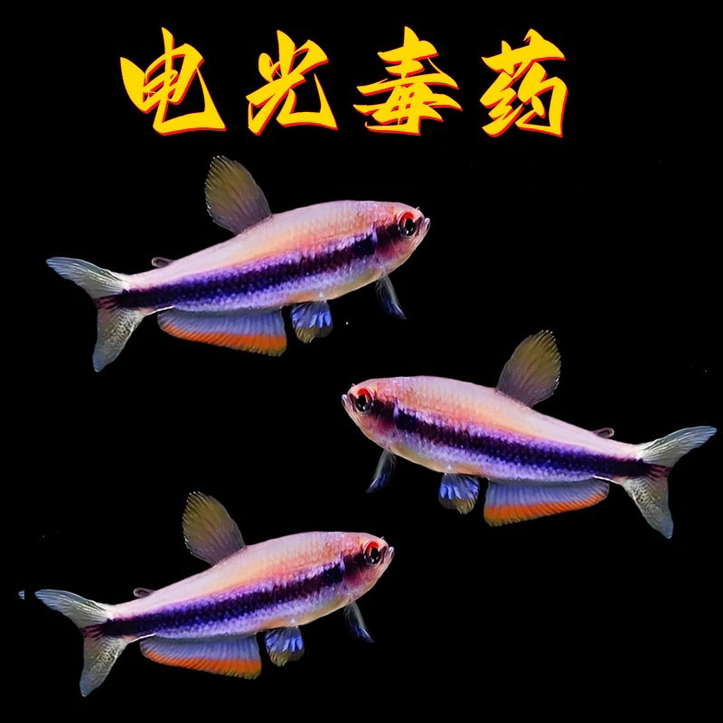 电光dy小型南美稀有灯鱼灯科热带鱼群游灯科鱼