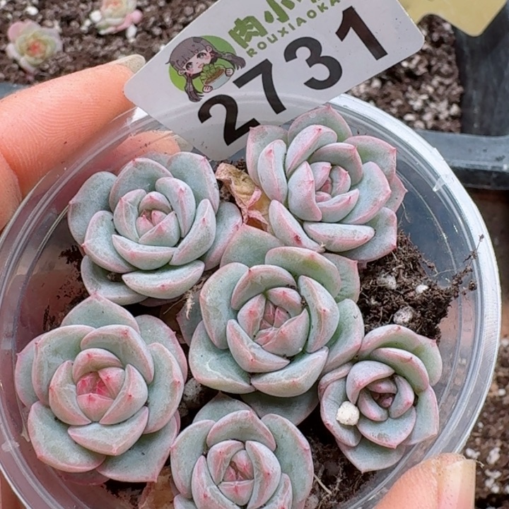 多肉植物多肉植物