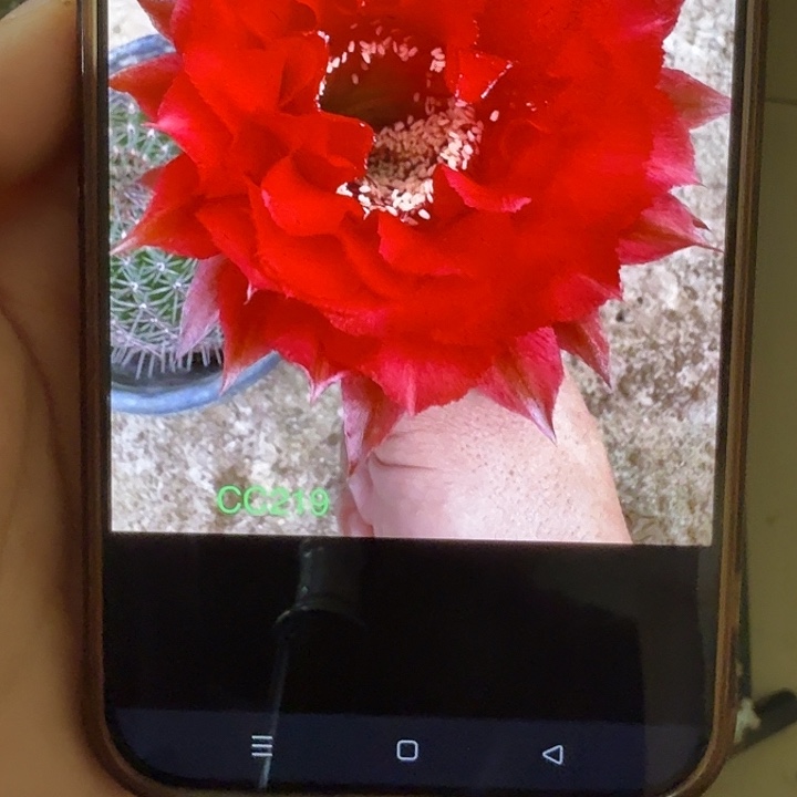 仙人球彩草侧芽歪红领巾歪