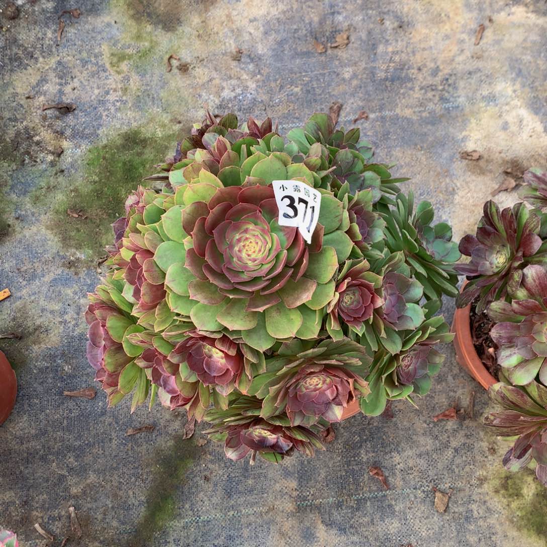 喜**开多肉植物371墨染888888